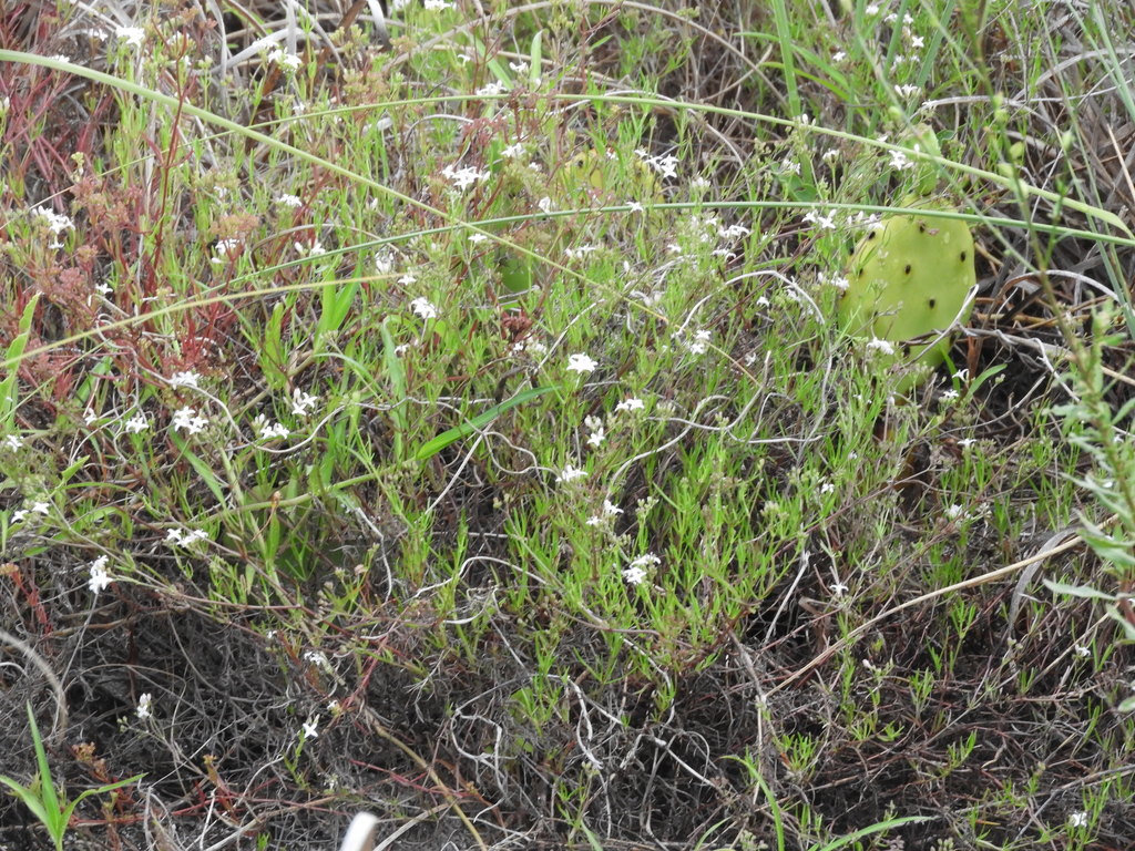 Prickly Pears From Pinellas County FL USA On June 3 2022 At 06 20 AM