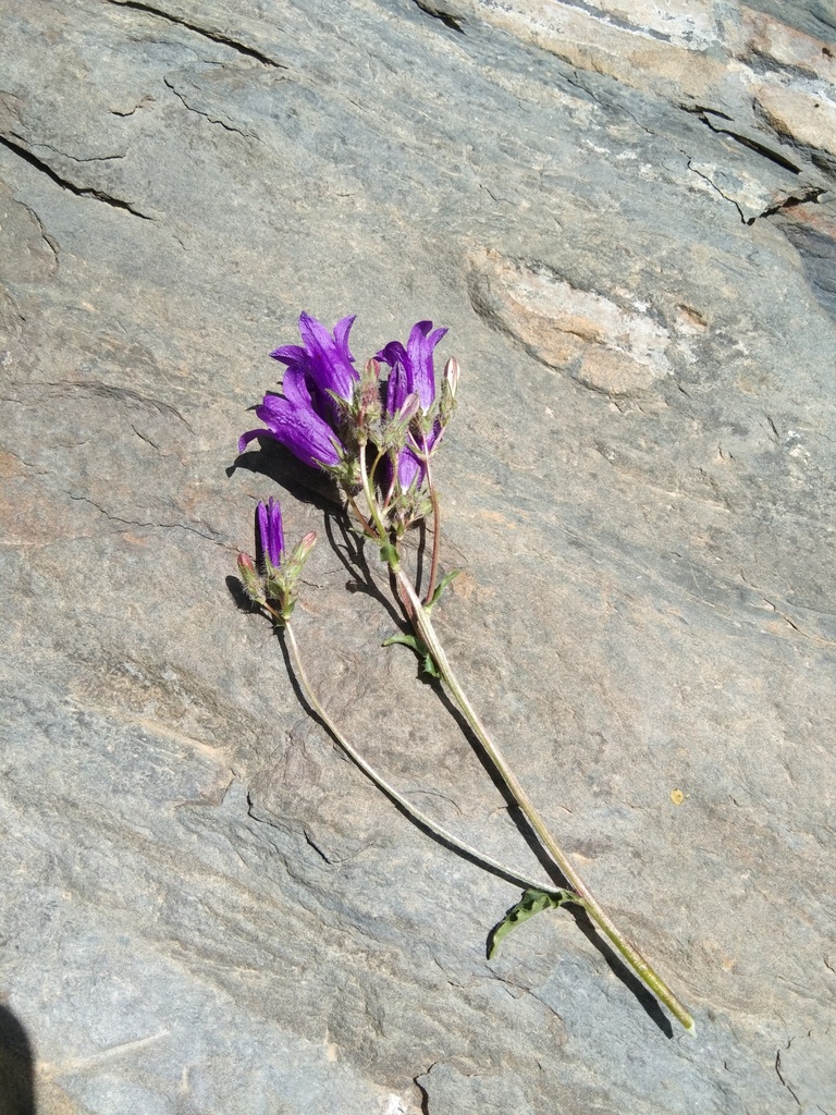 Campanula Sibirica Hohenackeri From