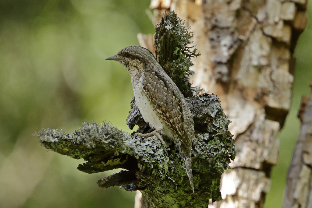 Eurasian Wryneck From Vantaa Finland On June 15 2022 At 01 40 PM By