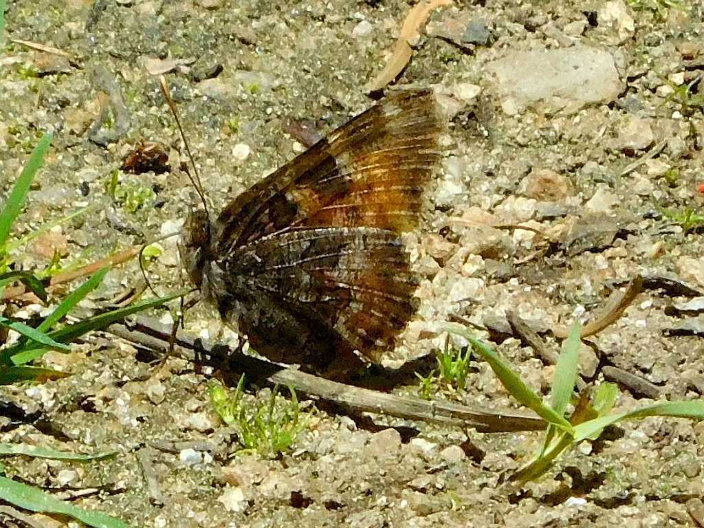 California Tortoiseshell From Marlette Lake Lake Tahoe State Park On