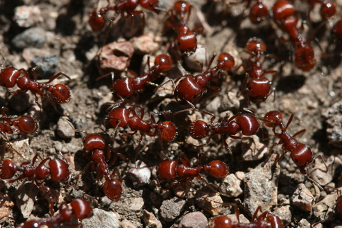 Hormiga Cosechadora Roja Abejas Y Avispas De Veracruz Inaturalist