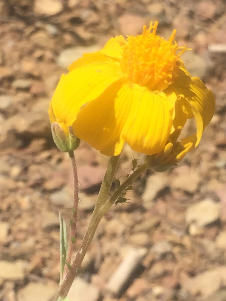 Arnica From Tahoe National Forest Sierra City Ca Us On June