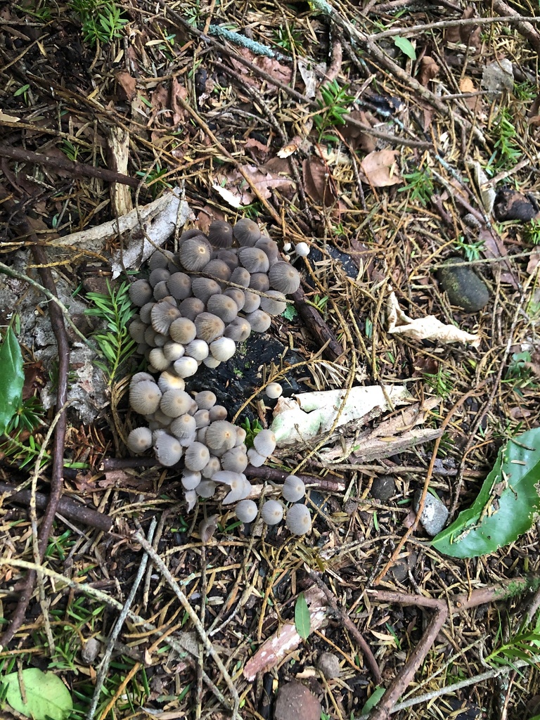 Coprinellus Sect Disseminati From Kapiti Coast Hautere Wellington