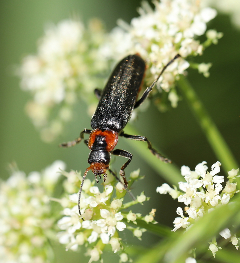 Dark Sailor Beetle From Gonfreville L Orcher France On May 30 2022 At