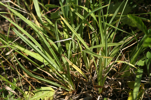 Carex Sect Phyllostachyae Section Phyllostachyae INaturalist