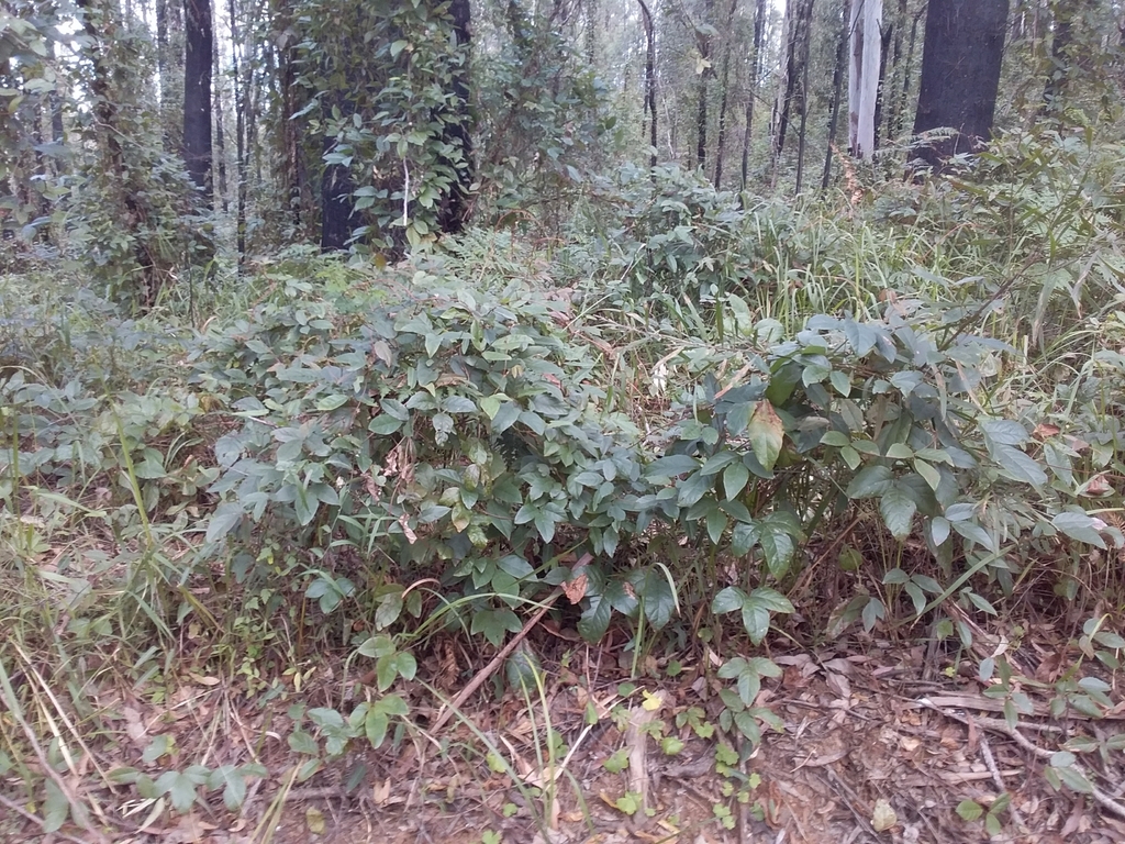 Dusky Coral Pea From Wrattens Cooloola Excl Gympie Au Ql Au On