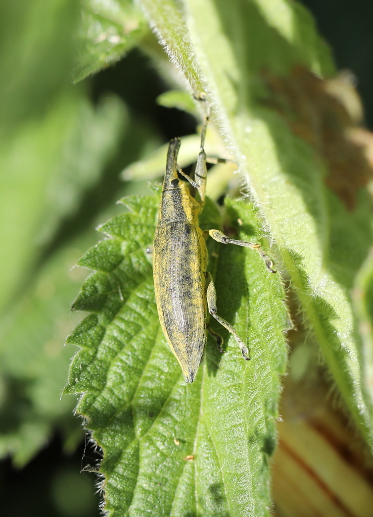 Lixus Iridis From Oudalle France On May At Pm By