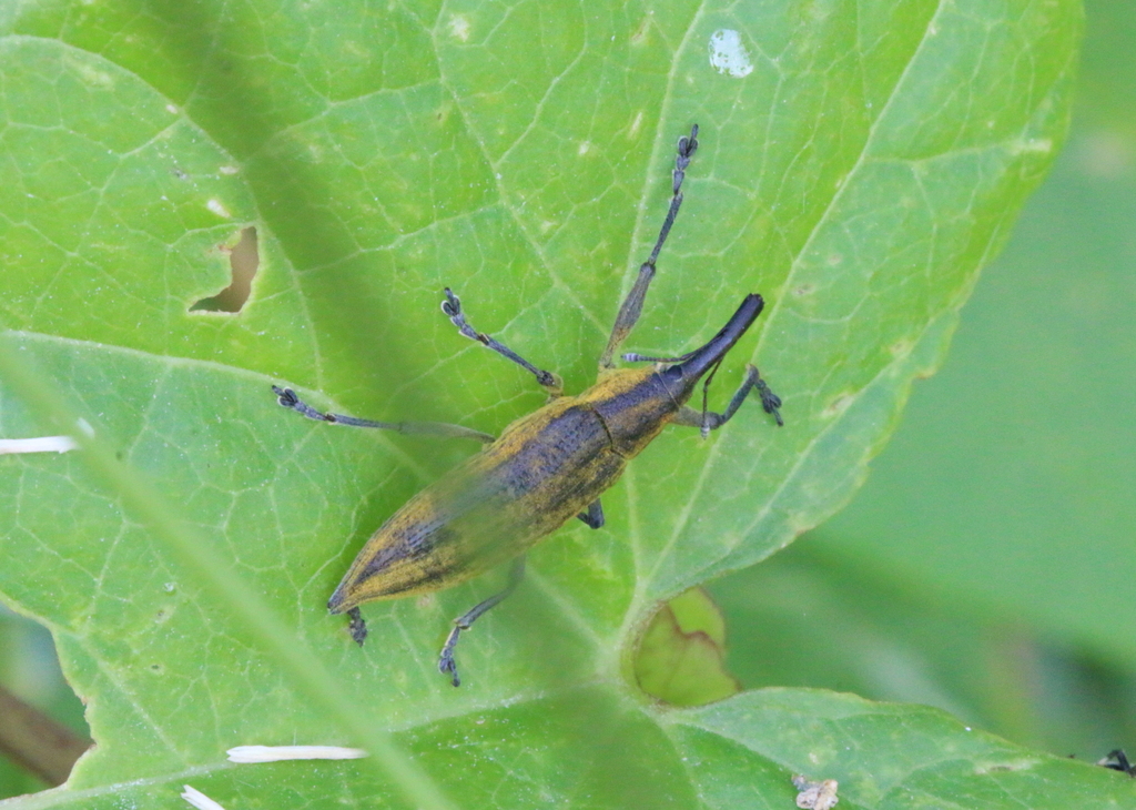 Lixus Iridis From Oudalle France On July 15 2021 At 09 03 AM By