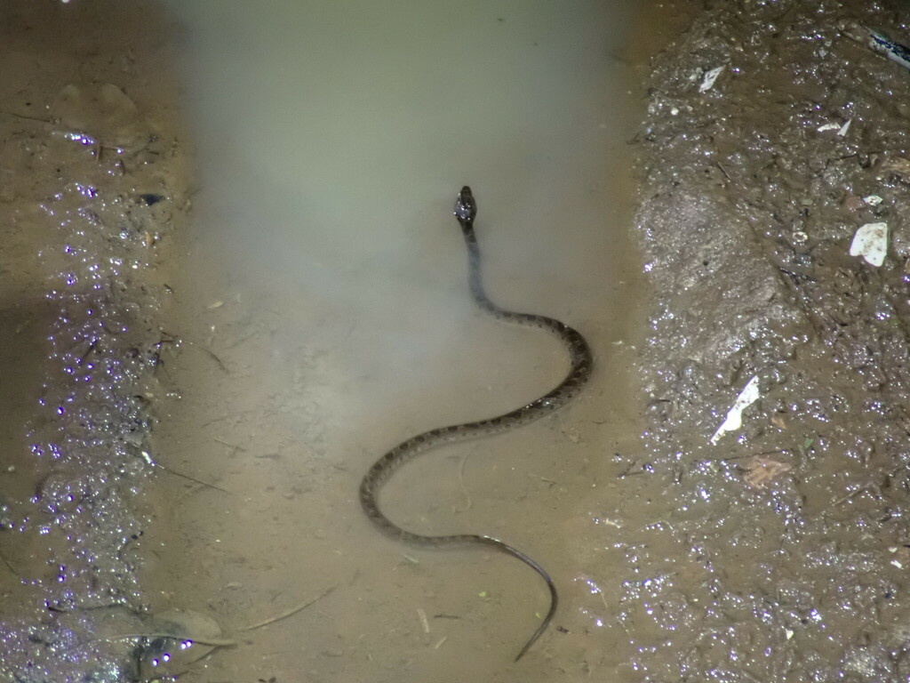 Rhombic Cat Eyed Snake From Provinz Guanacaste Costa Rica On June