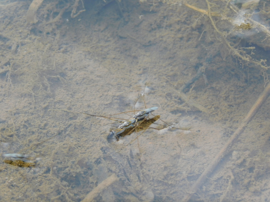 Striped Pond Skaters From Pasirtamiang Ciamis Regency West Java