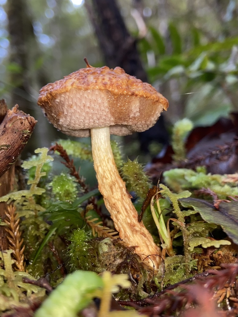 Austroboletus Novae Zelandiae From Coral Creek Reserve Runanga West