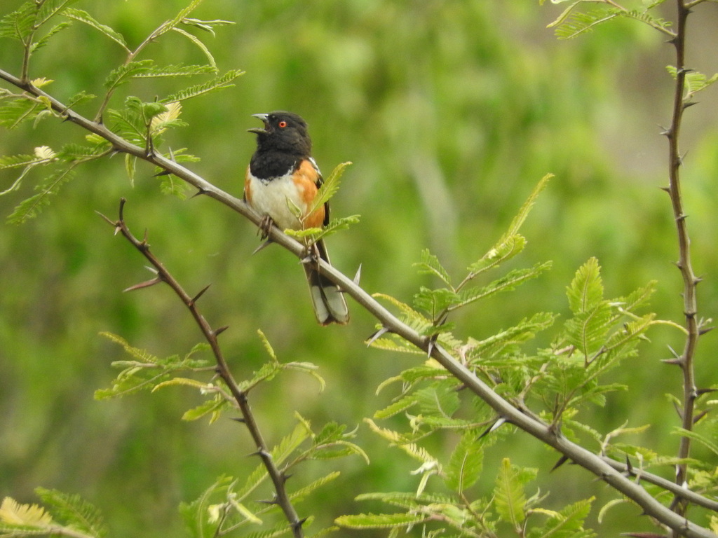 Spotted Towhee from Acultzingo Ver México on June 23 2022 at 04 46