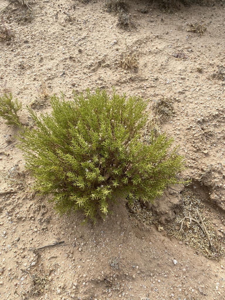 Turpentine Bush From E Florence Kelvin Hwy Kearny Az Us On May