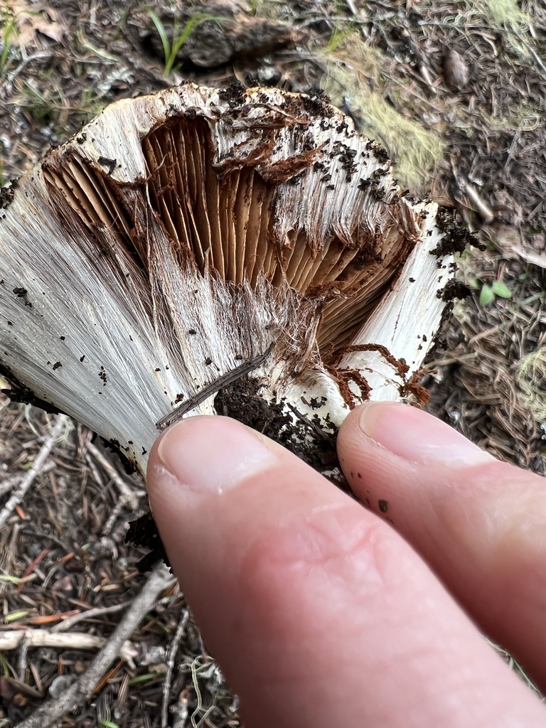 Cortinarius Sect Callochroi In June 2022 By Lizzy Cramer INaturalist