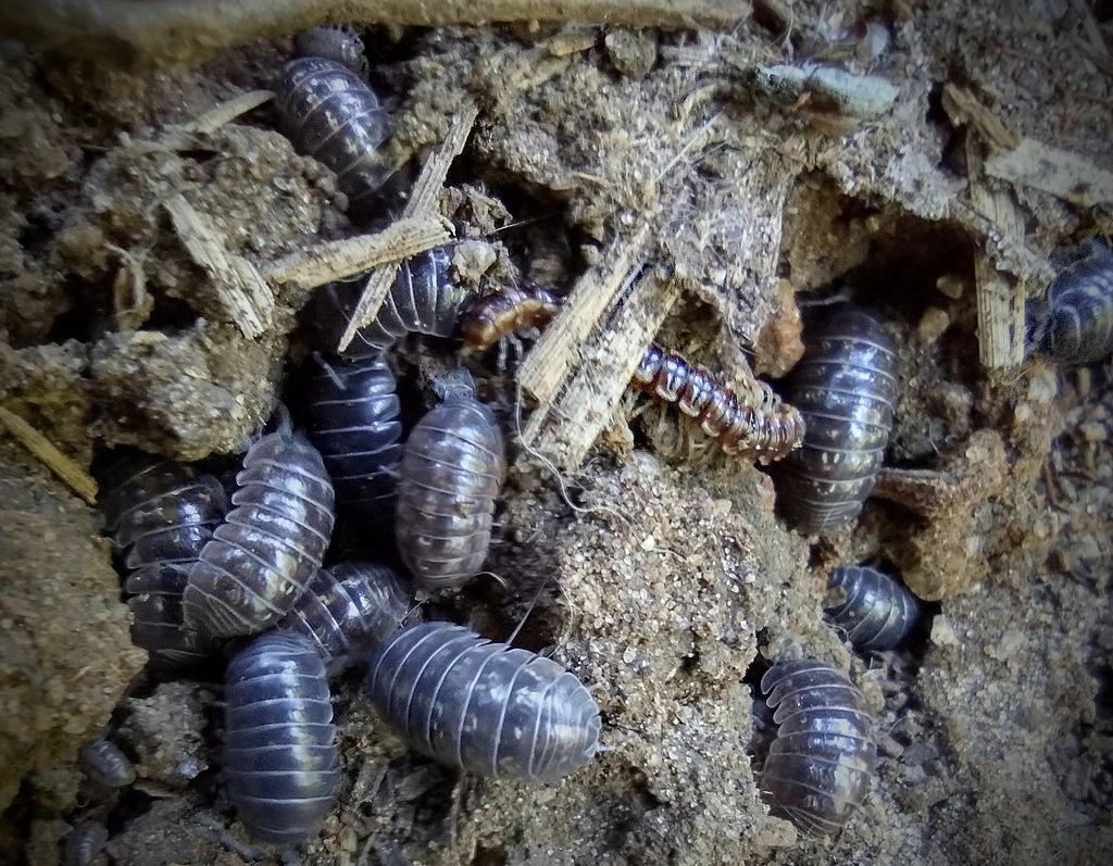 Common Pill Woodlouse From Montrose On June 20 2022 At 01 20 PM By