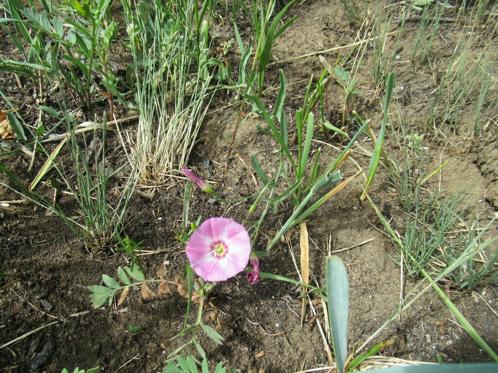 Convolvulus chinensis from Усольский р н Иркутская обл Россия on