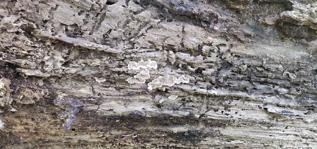 Fungi Including Lichens From Chevy Chase Md Usa On June At