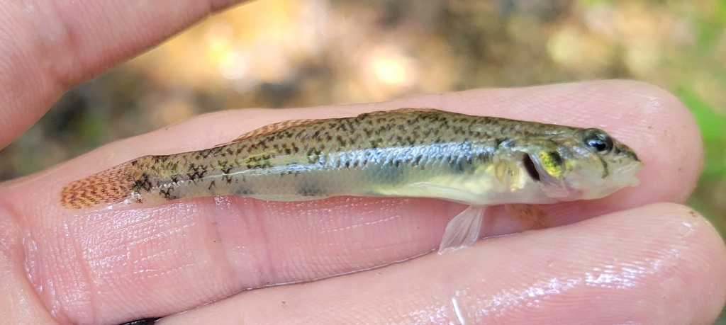 Tessellated Darter From Caroline County MD USA On June 26 2022 At 11