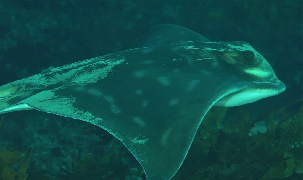 New Zealand Eagle Ray From Manly Nsw Australia On June