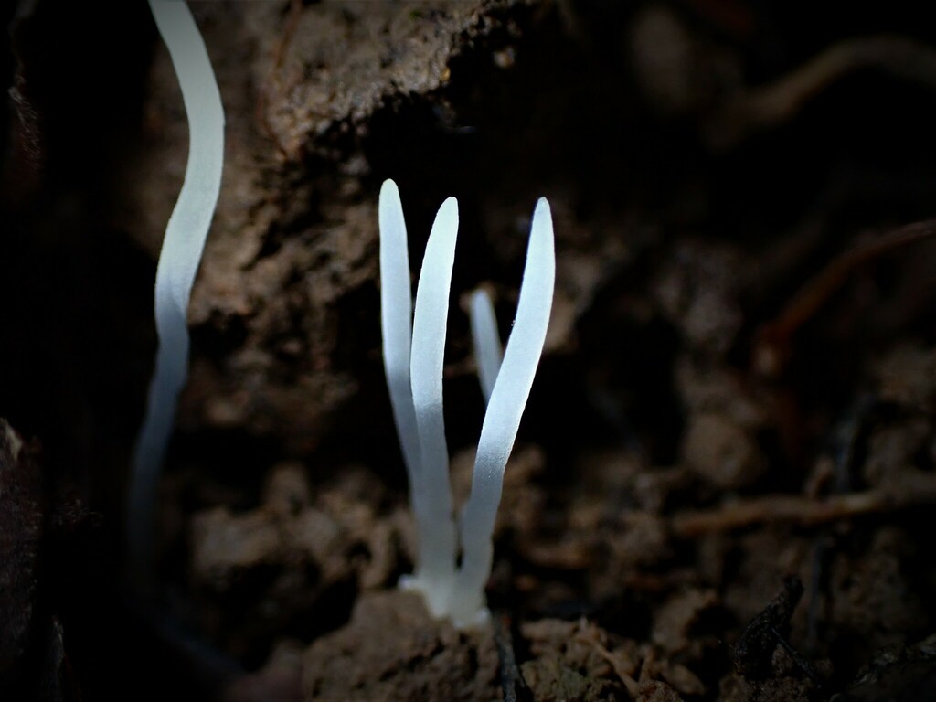 Multiclavula From Bellbird Track Strickland State Forest NSW