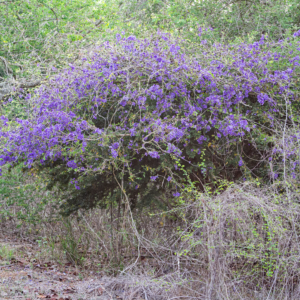 guayacan from Mazatlán Sinaloa México on June 30 2022 at 01 43 PM by