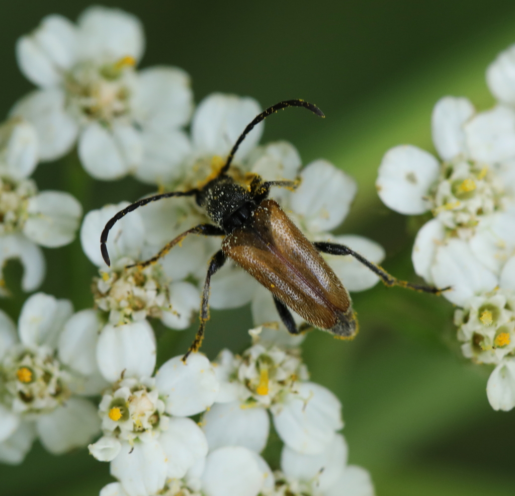 Fairy Ring Longhorn Beetle From Gonfreville L Orcher France On July 01