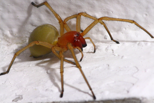 Cheiracanthium Punctorium Naturaesocialmapping It Riconoscere I