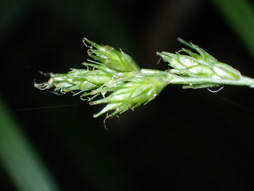 Carex Sect Deweyanae Section Deweyanae INaturalist