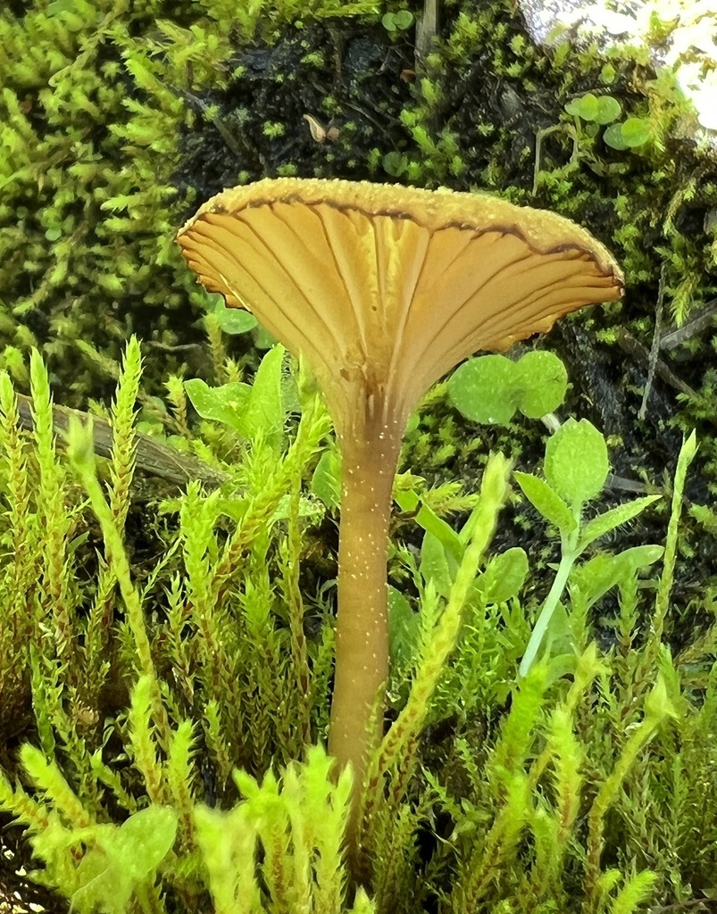 Cinnamon Navel From Valley County ID USA On July 01 2022 At 01 27 PM