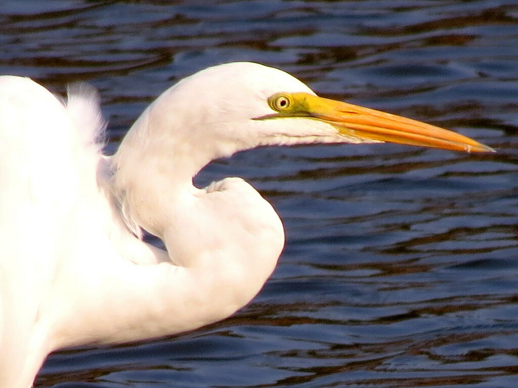 African Great Egret From Ndumo Game Reserve On June At