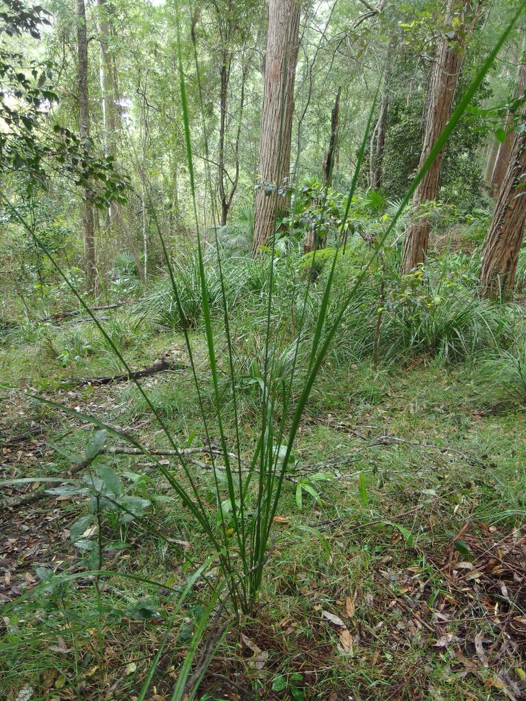 Settler S Flax From Central Coast Nsw Australia On July At