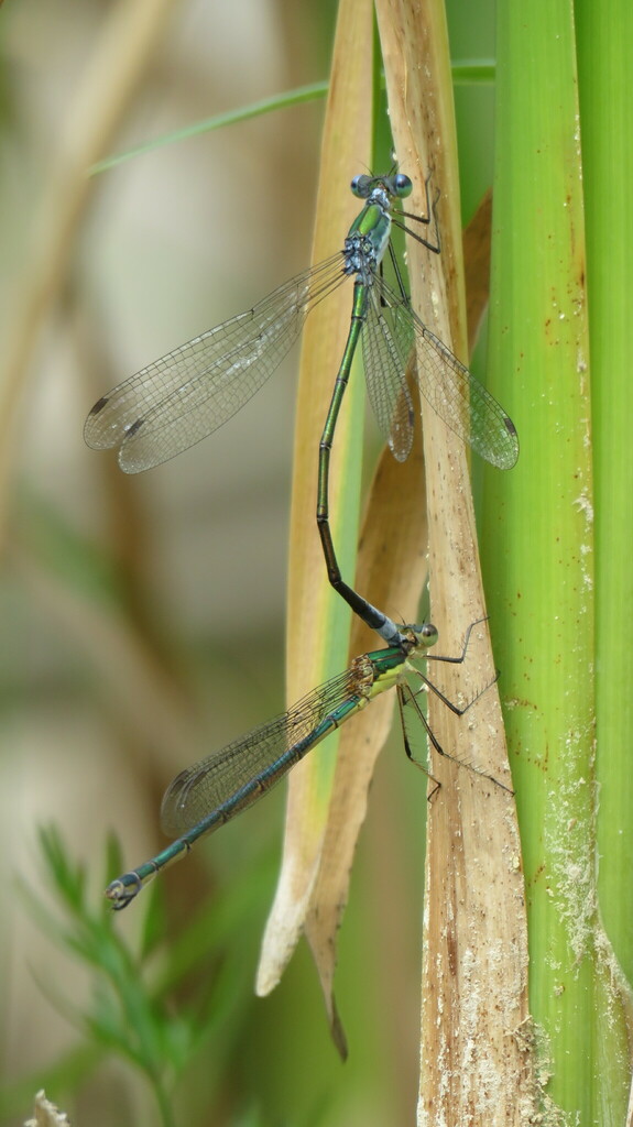 Elegant Spreadwing From Lanark County ON Canada On June 28 2022 At