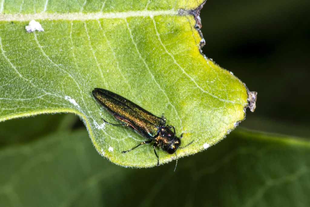 Emerald Ash Borer From Rockland County NY USA On July 5 2022 At 10