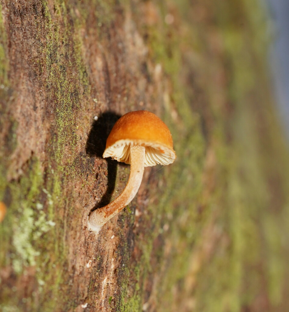 Gymnopilus Eucalyptorum From Cabbage Tree Creek Vic Australia On