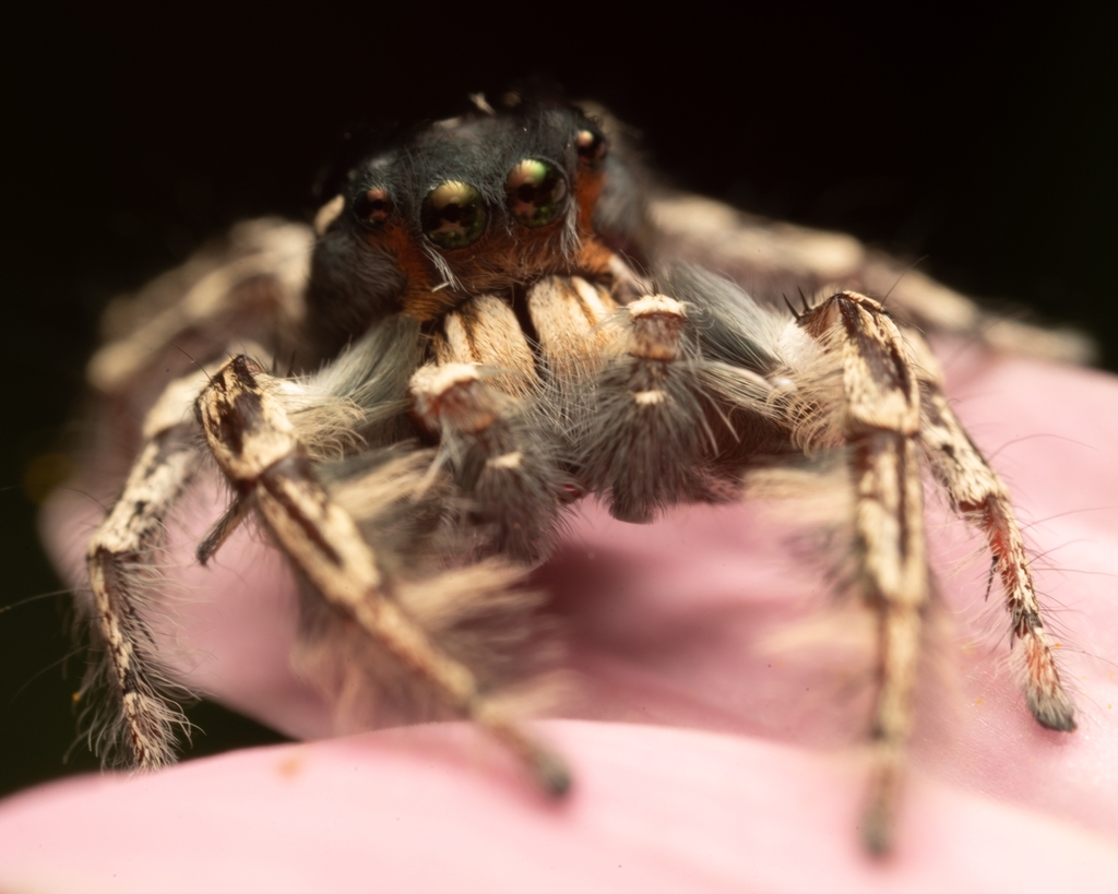 Putnam S Jumping Spider From Greenville On June 27 2022 At 03 31 AM By