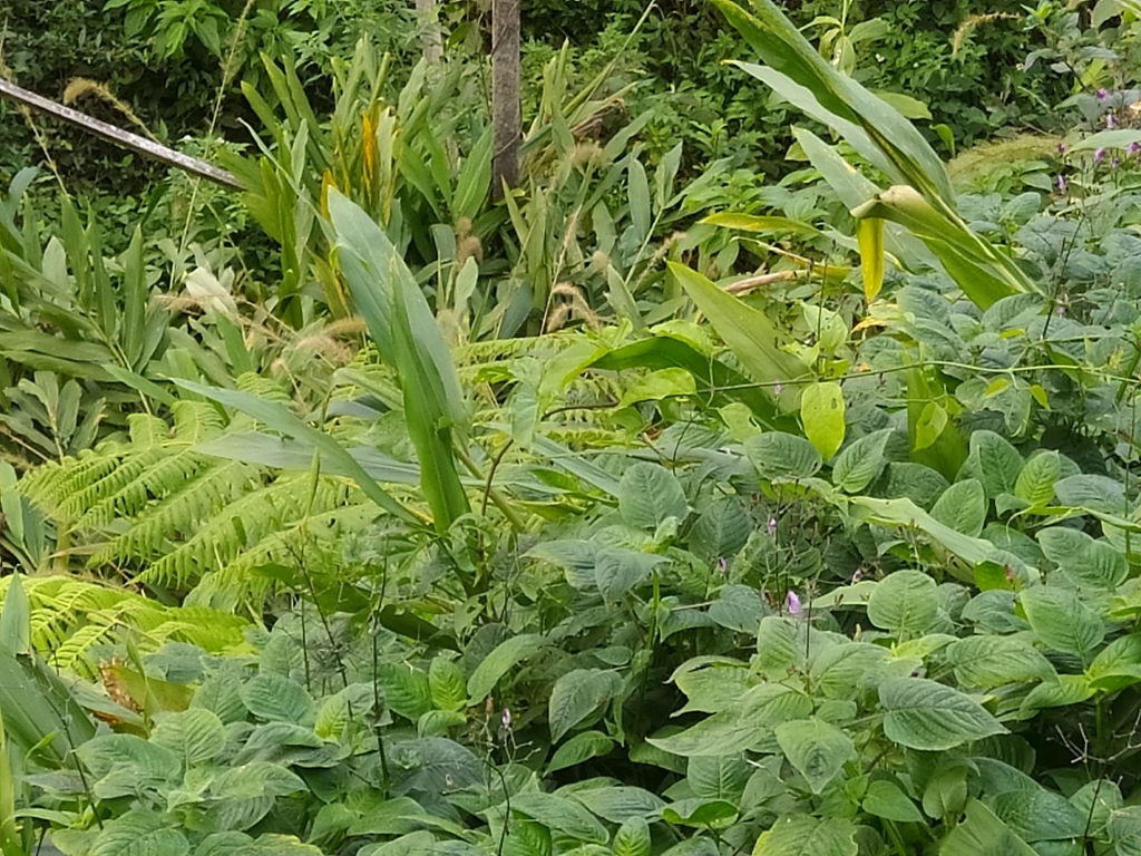 White Ginger From Carlos Botelho Sete Barras Br Sp Br On July