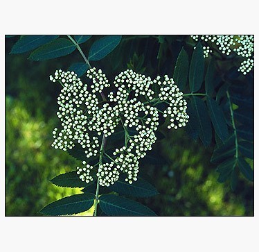 Showy Mountain Ash Trees Of Manitoba Inaturalist