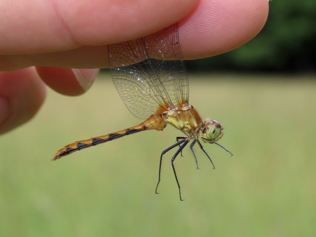 Ruby Meadowhawk In July By Josh Emm I Think The Subgenital Plate