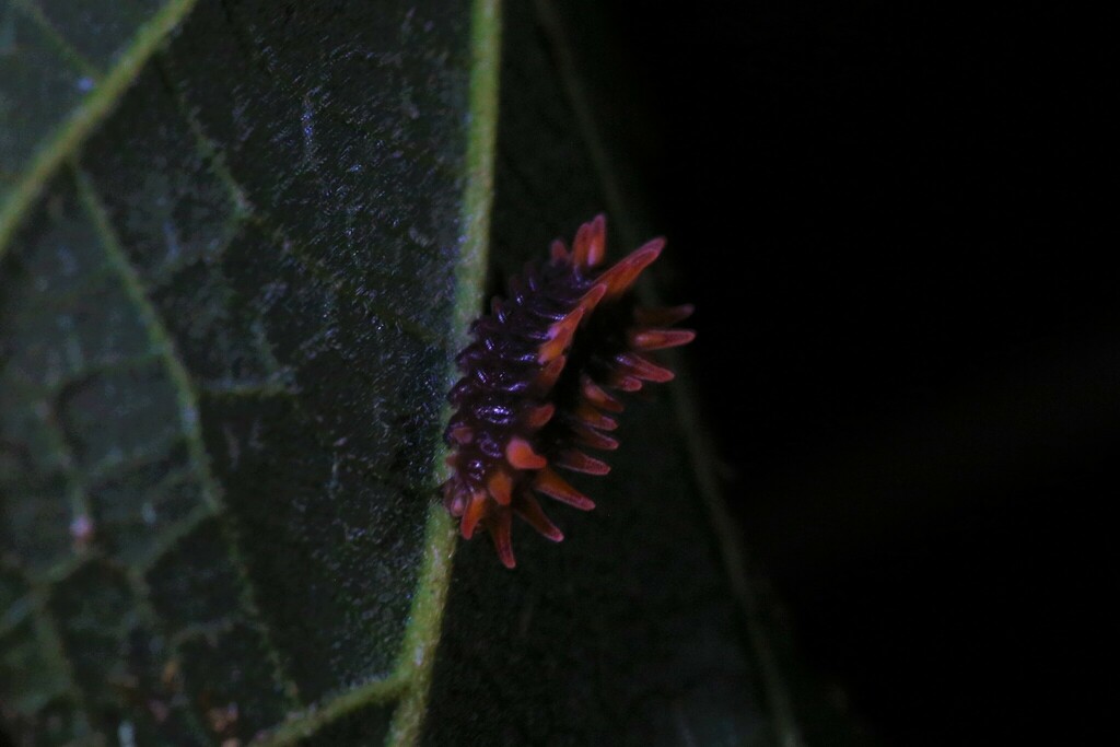 Pachliopta Polydorus Queenslandica From Kuranda Qld Australia On