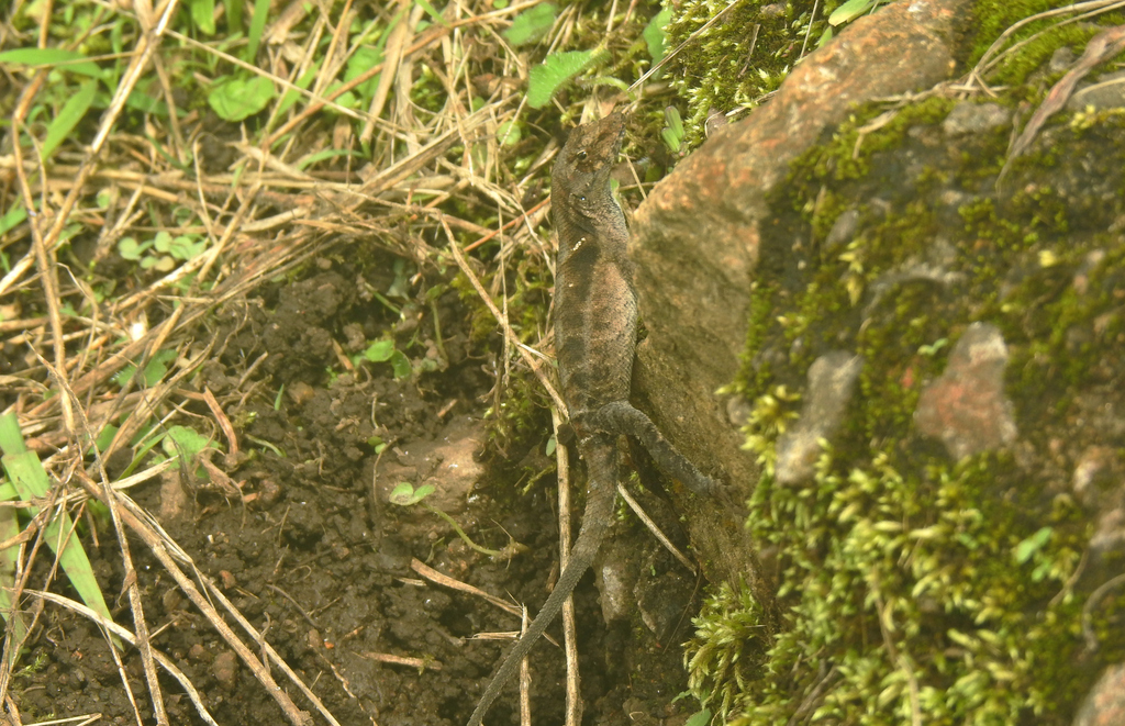 Gualaco Scaly Anole From San Antonio De Oriente Honduras On June