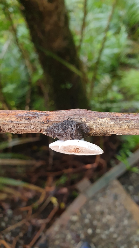 Oysterlings From Huia Auckland New Zealand On July 02 2022 By