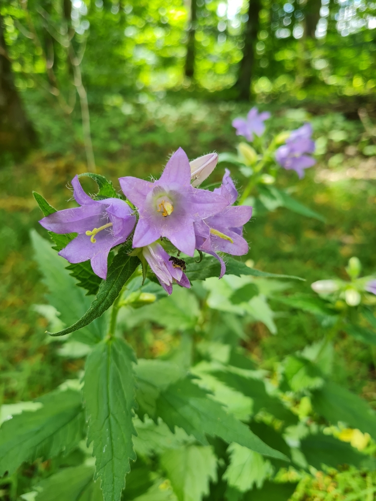 Nettle leaved Bellflower from Ставищенський район Київська обл