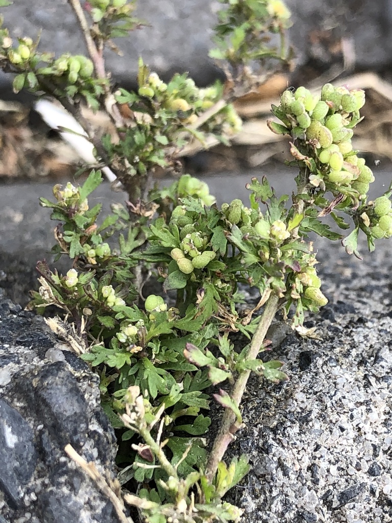 Lesser Swine Cress From Kiefernstra E Wiesbaden Hessen De On July