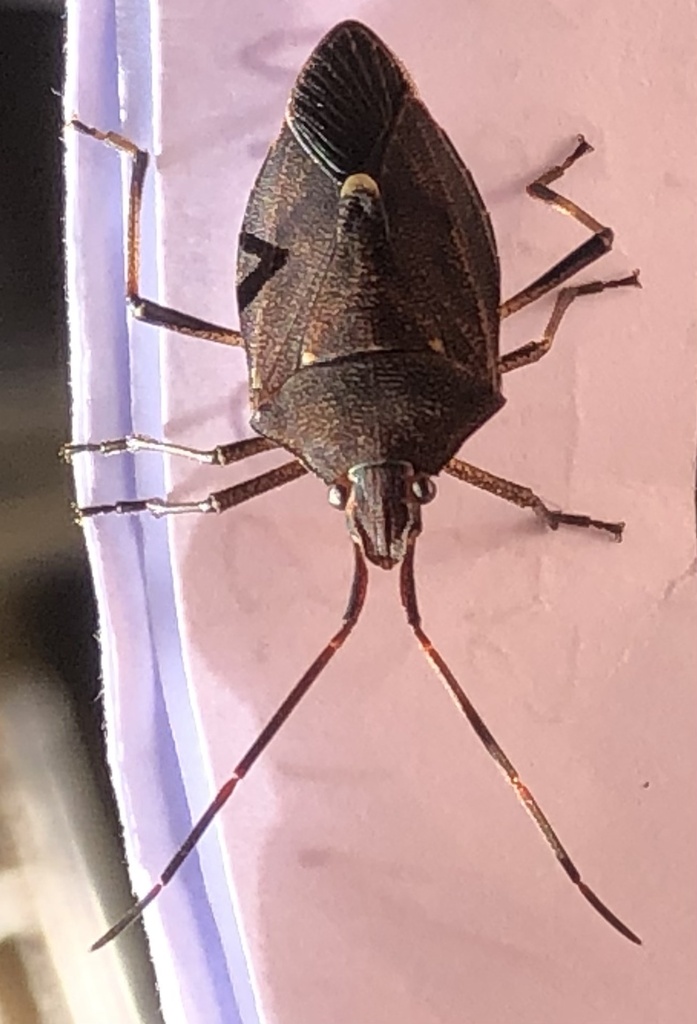 Poecilometis Lineatus From Kensington St East Perth Wa Au On July