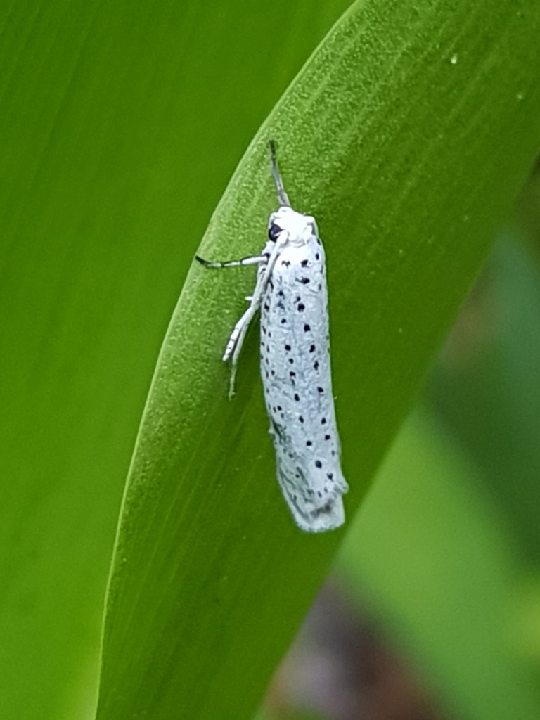 Small Ermine Moths from Älvkarleö vändslinga 814 94 Älvkarleby