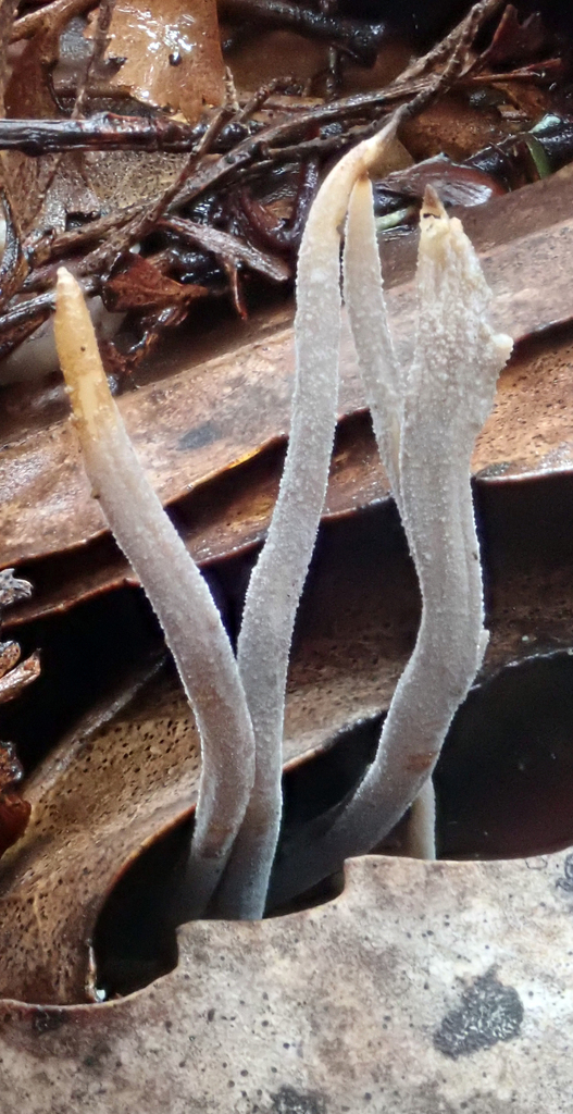 Clavulina From Te Kauri Scenic Reserve Waikuku Stream Catchment