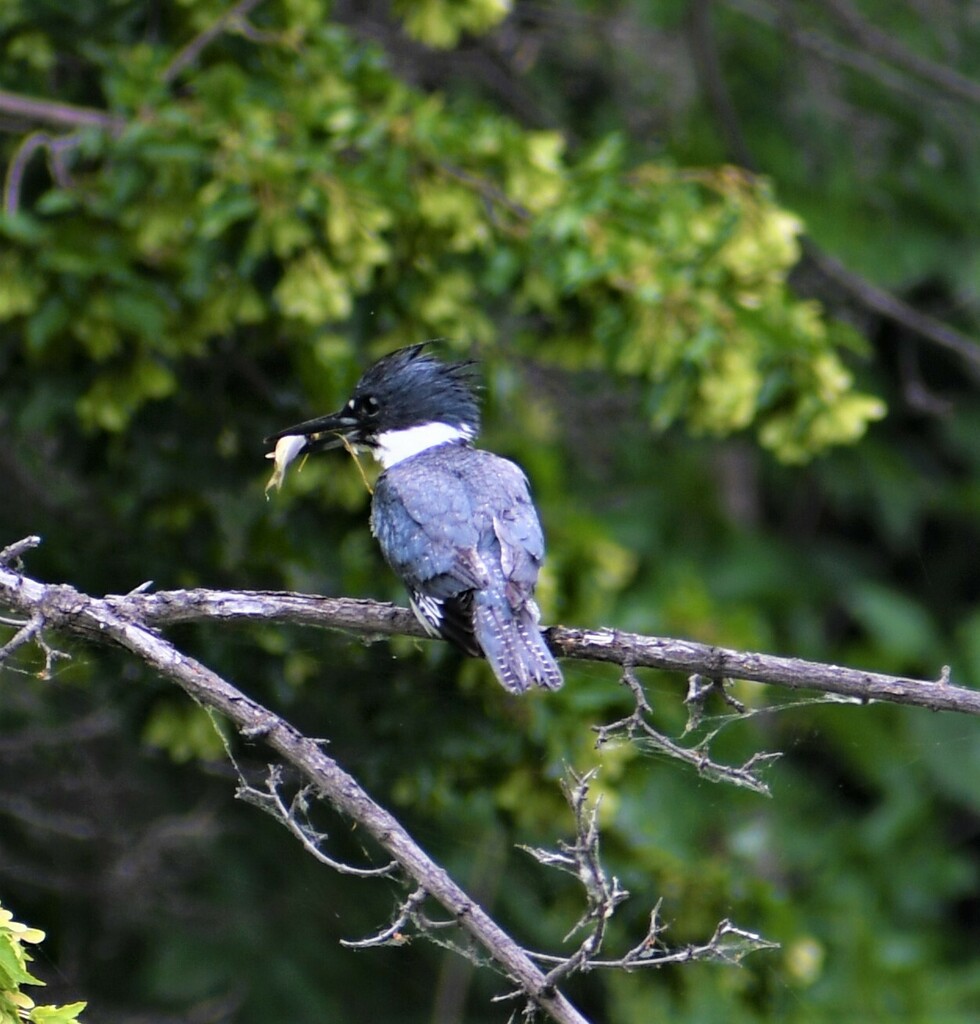 Belted Kingfisher From Boise State University District Boise Id Usa