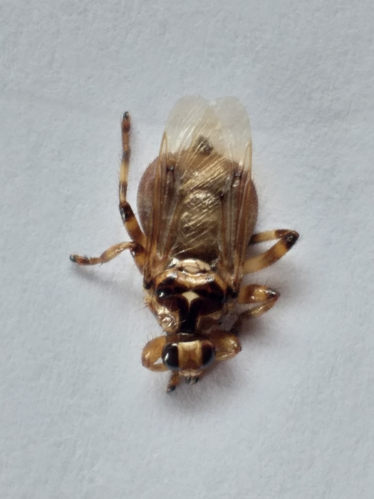 Cattle Louse Fly From Mossel Bay Local Municipality South Africa On