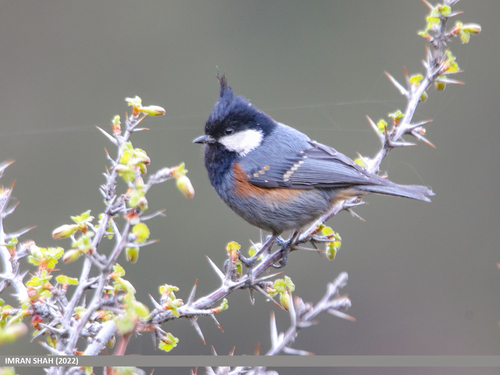 Black Crested Tit Subspecies Periparus Ater Melanolophus