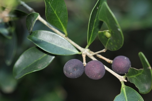 Pock Ironwood Locally Indigenous Plant Species For Knysna Surrounds